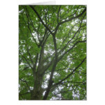 Sycamore maple card