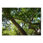 Sycamore Tree Card