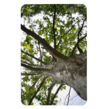 Sycamore Tree Flexible Magnet