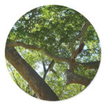 Sycamore Tree Green Nature Photography Classic Round Sticker