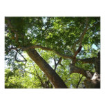 Sycamore Tree Green Nature Photography Photo Print