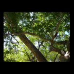 Sycamore Tree Nature Photography Print