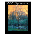 Sycamore Tree, Old Sycamore posters