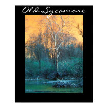 Sycamore Tree, Old Sycamore posters by DragonCat Sycamore Tree, Old Sycamore posters