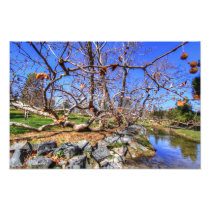 Sycamore Tree Photograph