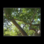 Sycamore Tree Postcard