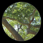 Sycamore Tree Sticker