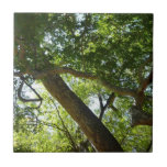 Sycamore Tree Tile