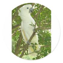 Sydney Cockatoo Round Sticker