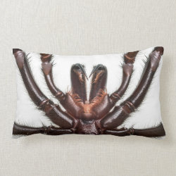 Sydney Funnel-Web Spider Pillows
