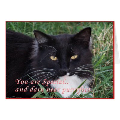 Sylvester  TK 22-z Greeting Cards by MakaraPhotos
