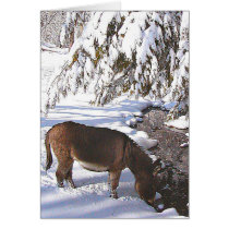 Sylvia cards