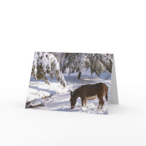 Sylvia cards