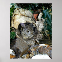 Sylvilagus audubonii in Cactobrosis fernaldialis Posters
