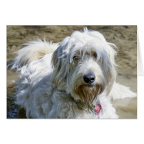 Sympathetic dogs help ease the pain greeting cards