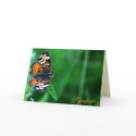 Sympathy cards by TDSwhite Sympathy cards
