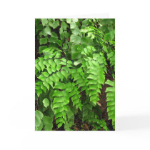 Sympathy - ferns greeting card