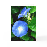 sympathy, condolences, sorrow, sorry, loss, card,