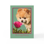 Sympathy, Pet, Pomeranian Dog and Rose Card