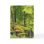 Sympathy - Quiet Forest Sympathy - Quiet Forest