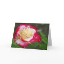 Sympathy rose cards