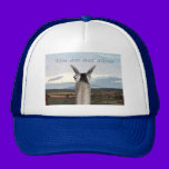 Sympathy: You Are Not Alone Llama hats
