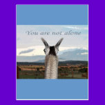 Sympathy: You Are Not Alone Llama postcards