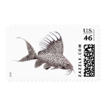 Synodontis Catfish Postage