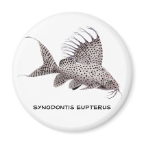 Synodontis eupterus Magnet