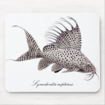 Synodontis eupterus mouse pads