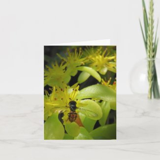 Syrphid on Gold Sedum Note Cards