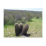 T H R E E POST CARDS