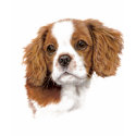 T Shirt : Blenheim Cavalier king charles spaniel by kcpetcollectables T Shirt : Blenheim Cavalier king charles spaniel