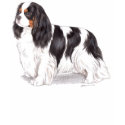 T Shirt: cavalier king charles spaniel