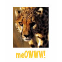 t-shirt cheetah, meOWWW!