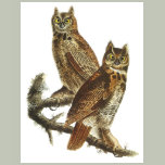 T-Shirt: Great Horned Owl by John Audubon