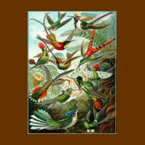 T-Shirt: Hummingbirds ("Trochilidae") by Haeckel