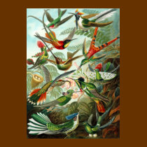 T-Shirt: Hummingbirds ("Trochilidae") by Haeckel