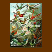 T-Shirt: Hummingbirds ("Trochilidae") by Haeckel