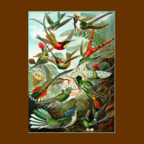 T-Shirt: Hummingbirds ("Trochilidae") by Haeckel