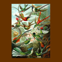T-Shirt: Hummingbirds ("Trochilidae") by Haeckel