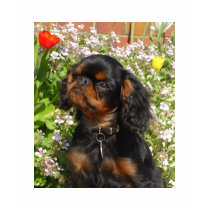 T Shirt : King charles spaniel english toy dog
