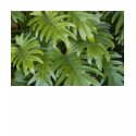 T-Shirt, Sleeveless, Tank-Top Style, Foliage # 45 by Florabunda T-Shirt, Sleeveless, Tank-Top Style, Foliage # 45