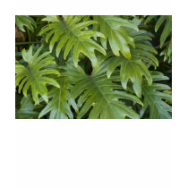 T-Shirt, Sleeveless, Tank-Top Style, Foliage # 45