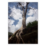 ta prohm tree card