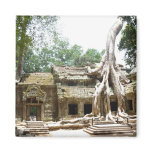 ta prohm tree magnet
