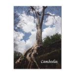 ta prohm tree root postcards