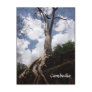 ta prohm tree root postcards