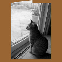 Tabby cards by moonrisings Tabby cards