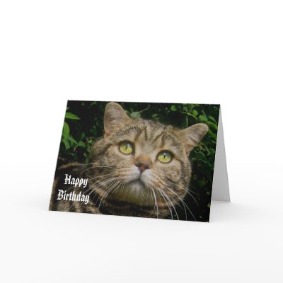 Tabby cat Birthday card by mmersdesign